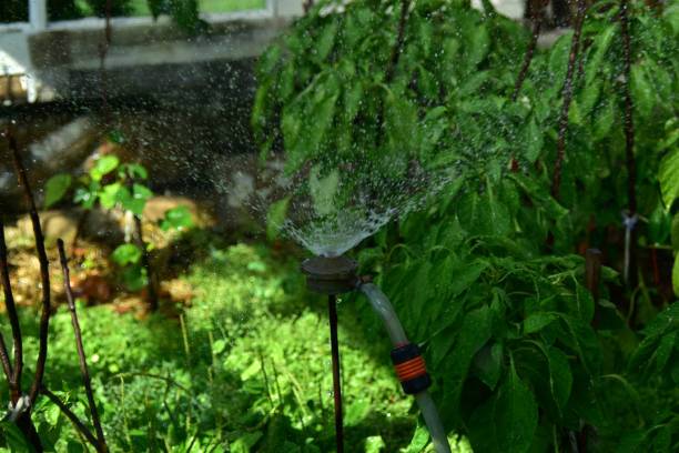 Transform Your Garden with Smart Irrigation and Lighting Systems