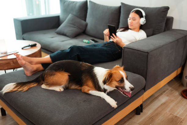 Tips for a Pet-Friendly Smart Home for Dogs