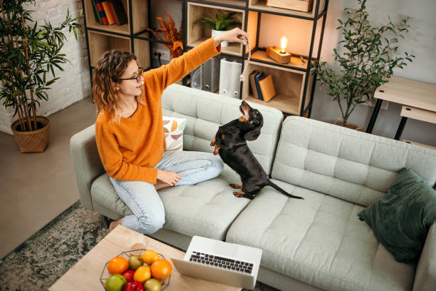 Tips for a Pet-Friendly Smart Home for Dogs